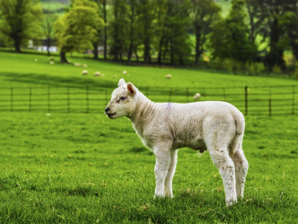 Sheeps, Pooley Bridge, Ullswater Lake, Lake District National Park, Cumbria, England, United Kingdom