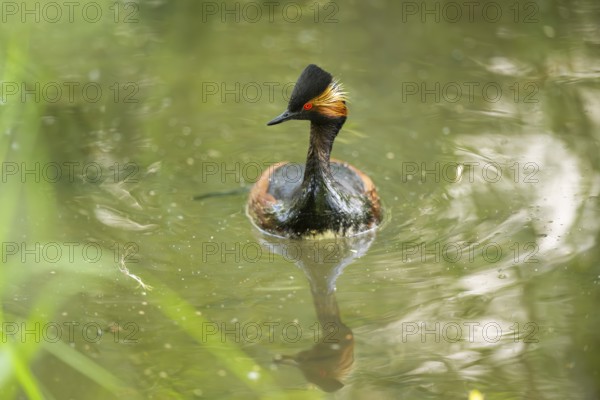 Black-necked grebe or eared grebe (Podiceps nigricollis) swimming in the water, captive, Zoo Augsburg, Germany