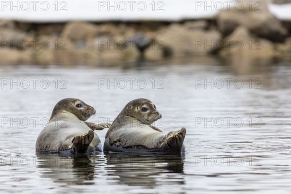 Two harbour seals (Phoca vitulina) lying on stones in the water, Mammals (Mammalia), Smeerenburgbreen, Spitsbergen, Svalbard