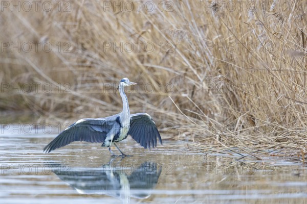Grey heron (Ardea cinerea) Germany