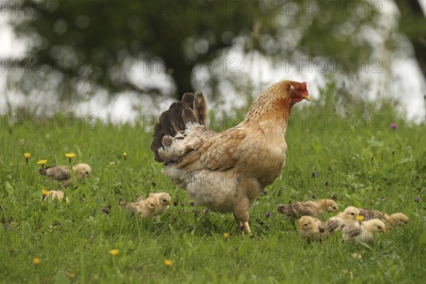 Domestic chicken with a few days old young ones looking for food in a meadow, free-range, organic farming, Lower Austria, Austria, Lower Austria, Austria