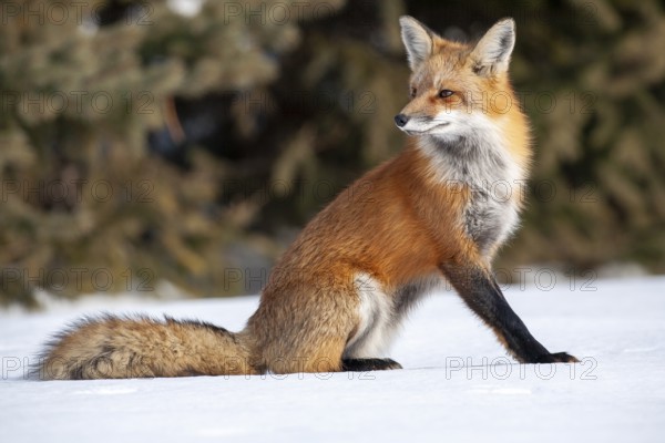 Red fox (vulpes vulpes), Fox sitting on snow and looking behind him, Province of Quebec, Canada, North America