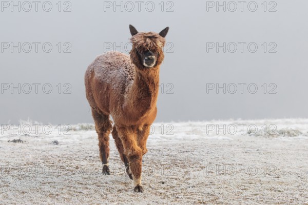 A brown alpaca (Vicugna pacos) stands in dense fog on a frozen meadow in hilly terrain. Captive, Germany