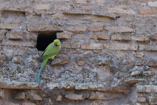 Ring-necked parakeet (Psittacula krameri) adult bird next to a hole in an ancient wall in the city, Rome, Italy