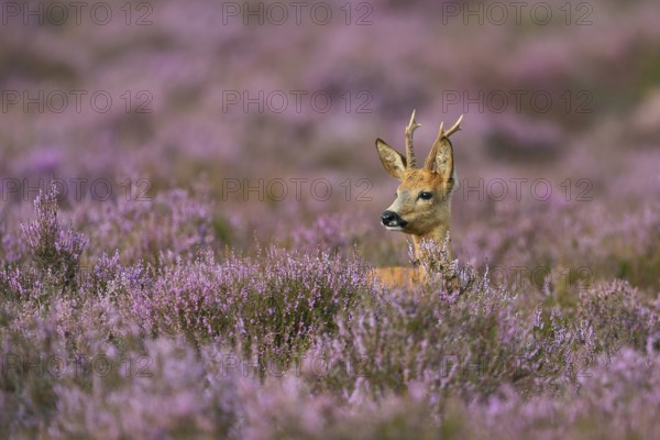 Heather buck... Roe deer (Capreolus capreolus), roebuck in purple flowering heather, heather blossom in late summer, native nature, Lower Saxony, Germany, Western Europe