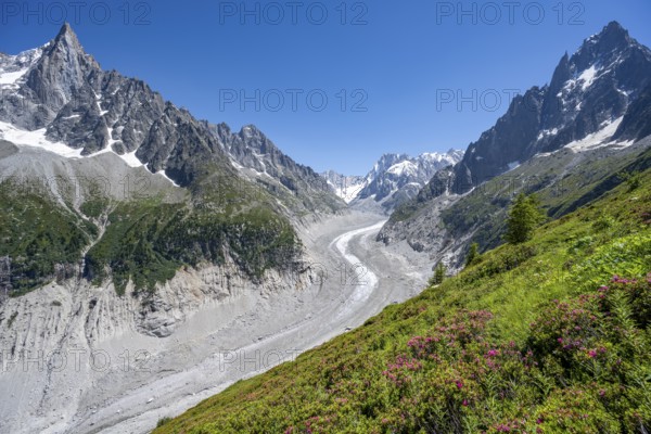Picturesque mountain landscape with blooming alpine roses, imposing mountain peaks and glaciers, Grand Balcon Nord, glacier tongue Mer de Glace, behind Grandes Jorasses, Mont Blanc massif, Montenvers, Chamonix, Haute-Savoie, France