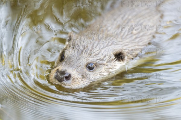 Eurasian otter (Lutra lutra) swimming in the water, Hesse, Germany