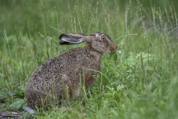 European hare (Lepus europaeus), Emsland, Lower Saxony, Germany