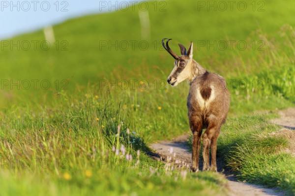 Chamois on a path with green background and play of light, chamois, chamois, (Rupicapra rupicaprae), wildlife, Vosges, France