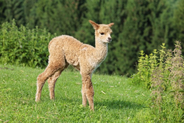 A newly born white alpaca (Vicugna pacos) stands in a green meadow on a sunny day. A green forest can be seen in the background