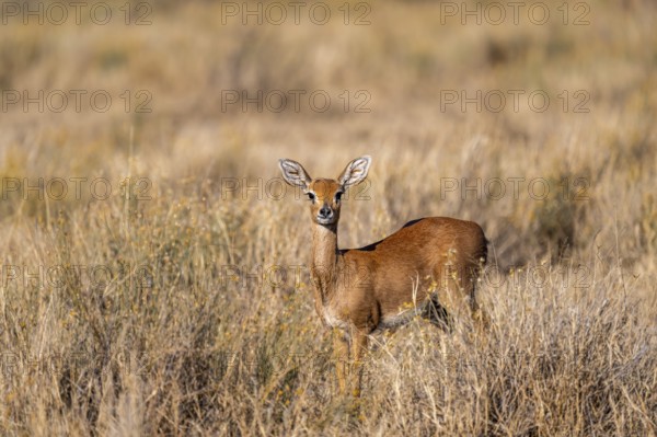 Steenbok (Raphicerus campestris), adult female, standing in dry grass, in the morning light, Khama Rhino Sanctuary, Serowe, Botswana