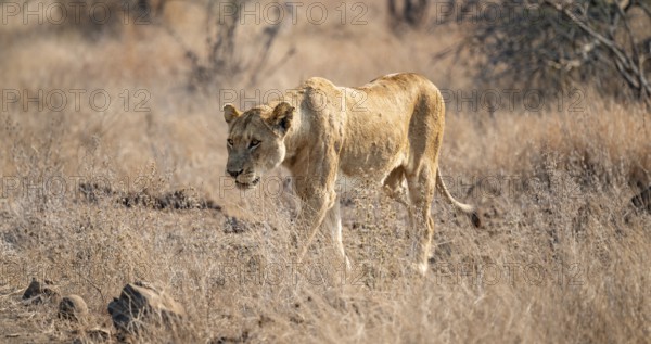 Lioness on the prowl, Kruger National Park, South Africa