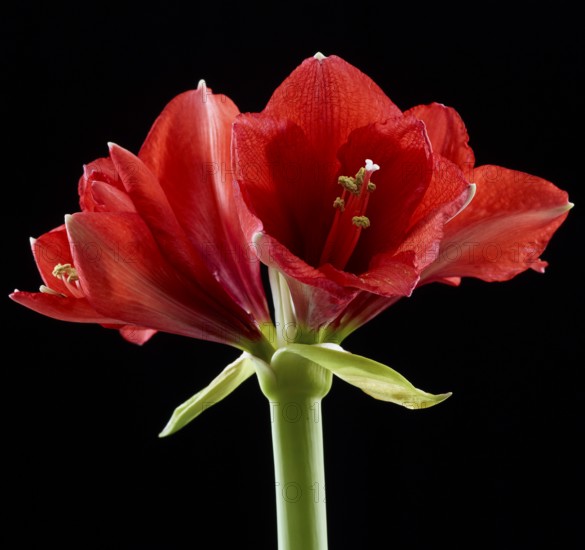 Amaryllis blossoms (Hippeastrum striatum)