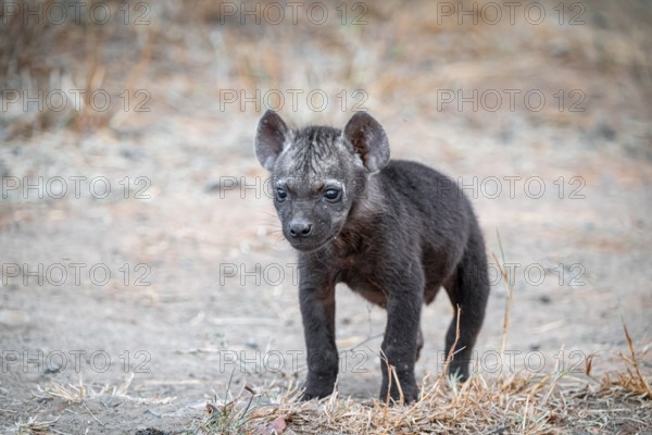 Spotted hyena (Crocuta crocuta), male young, Kruger National Park, South Africa