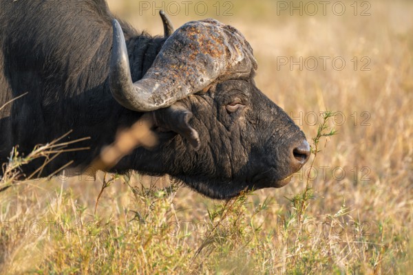Cape buffalo (Syncerus caffer caffer), adult male, in dry grass, in the evening light, animal portrait, Kruger National Park, South Africa