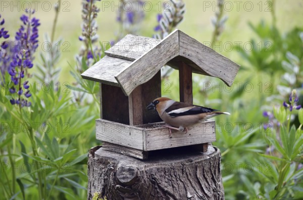 Hawfinch (Coccothraustes coccothraustes) at the birdhouse