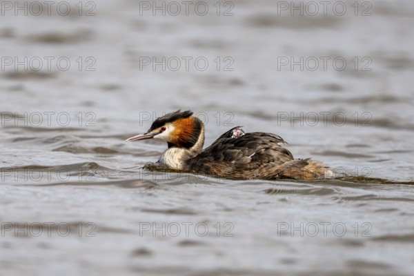 Great Crested Grebe (Podiceps scalloped ribbonfish), with chicks on its back, Vulkaneifel, Rhineland-Palatinate, Germany