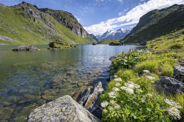 Flowers on the shore, mountain lake with view of mountain peaks, Lac du Louvie with summit Grand Combine, Valais Alps, Val de Bagnes, Valais, Switzerland