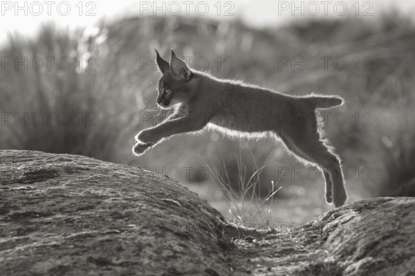 Caracal (Caracal caracal) cub jumping, Castile-La Mancha, Spain