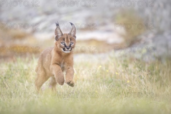 Caracal (Caracal caracal) playful cub running, Castile-La Mancha, Spain