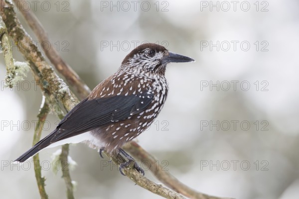 Spotted Nutcracker (Nucifraga caryocatactes), St. Gallen, Switzerland