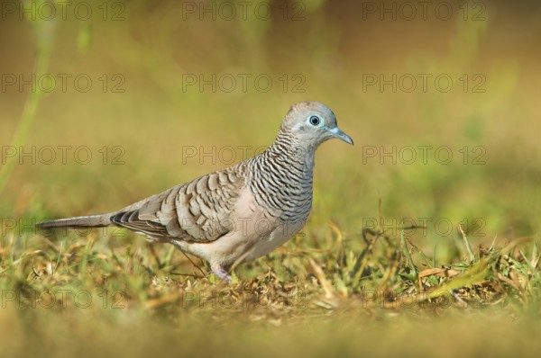 Peaceful Dove (Geopelia placida), Queensland, Australia