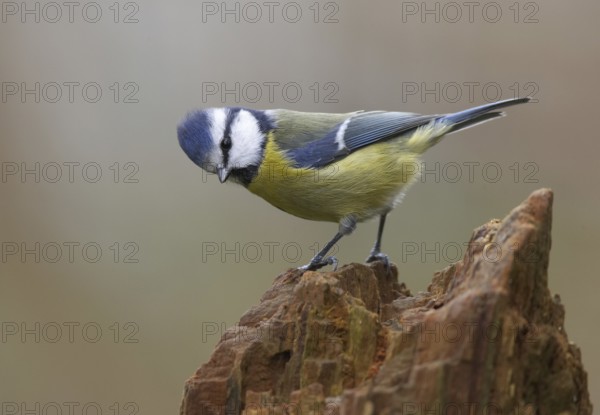 Eurasian Blue Tit (Cyanistes caeruleus), Mecklenburg-Western Pomerania, Germany