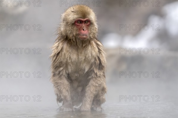 Japanese macaque (Macaca fuscata), wet, bathing, in winter, Jigokudani Snow Monkey Park, Yamanouchi, Shimotakai, Nagano Prefecture, Japan