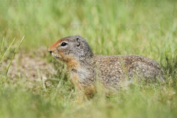 Columbia ground squirrel (Urocitellus columbianus, Spermophilus columbianus), British Columbia, Canada