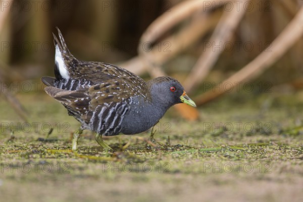 Australian Crake (Porzana fluminea) foraging, Victoria, Australia