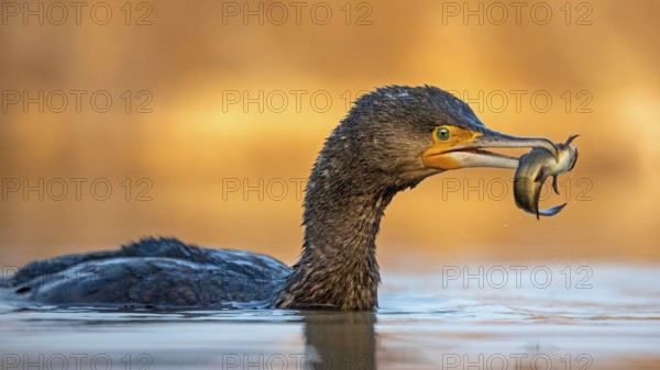 Great Cormorant (Phalacrocorax carbo) with captured Black bullhead (Ameiurus melas) prey in its beak, Hungary