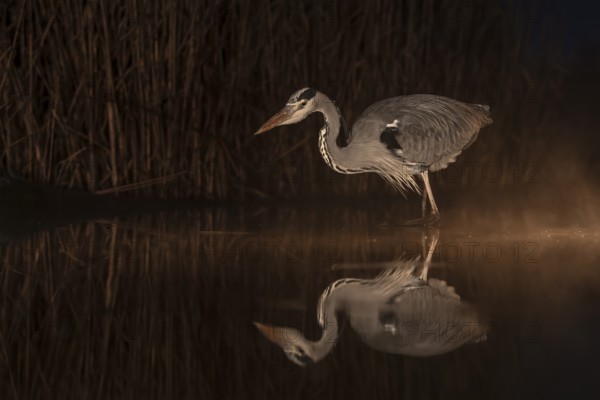 Grey Heron (Ardea cinerea), Kiskunsag National Park, Hungary