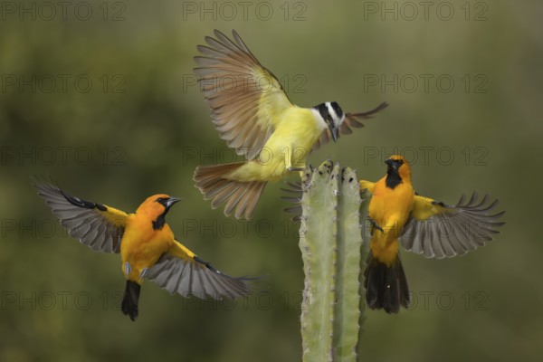 Great Kiskadee & Altamira Oriole (Pitangus sulphuratus & Icterus gularis) wrangling, Texas, USA