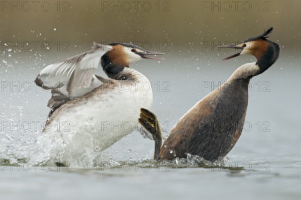 Great Crested Grebe (Podiceps cristatus) fighting over territory, North Rhine-Westphalia, Germany