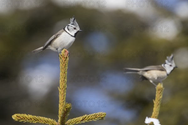 Crested Tit - Haubenmeise - Lophophanes cristatus ssp. cristatus, Austria, adult