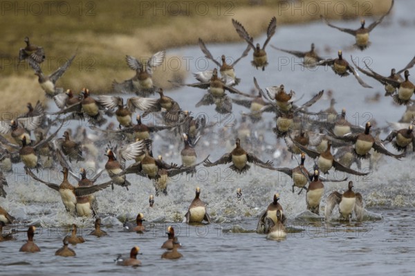 Eurasian Wigeon (Mareca penelope) flock landing, Netherlands