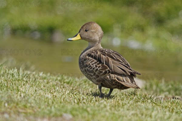 Yellow-billed Pintail, Anas georgica, Antarctica, South Georgia