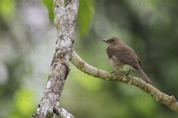 Black-billed Thrush (Turdus ignobilis) perched on a branch in Manu National Park, Peru