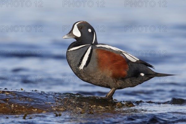 Harlequin Duck (Histrionicus histrionicus) feeding along the shoreline in Victoria, BC, Canada