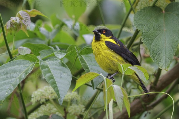 Yellow-bellied Dacnis (Dacnis flaviventer) perched on a branch in Manu National Park, Peru