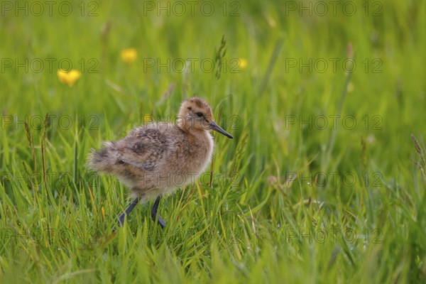 Black-tailed Godwit (Limosa limosa) juvenile, Netherlands