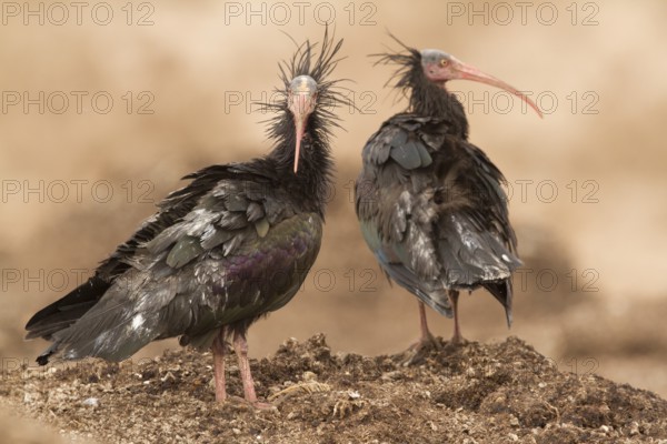 Northern Bald Ibis (Geronticus eremita), Morocco