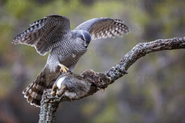 Northern Goshawk (Accipiter gentilis) female with prey, Madrid, Spain