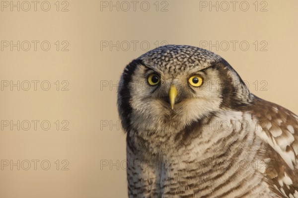 Northern Hawk-Owl (Surnia ulula), Zwolle, Netherlands