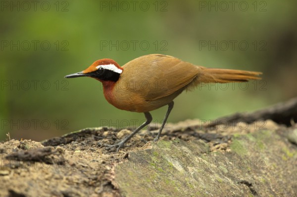 Rail-babbler (Eupetes macrocerus), Pahang, Malaysia