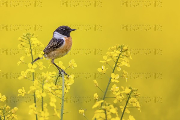 European Stonechat (Saxicola rubicola) male perched in a rape field, Saxony-Anhalt, Germany