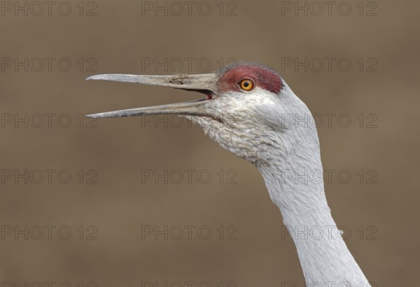 Sandhill Crane (Antigone canadensis), New Mexico, USA