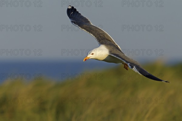 Lesser Black-backed Gull (Larus fuscus) flying, Schleswig-Holstein, Germany