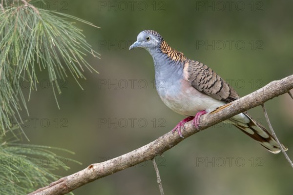 Bar-shouldered Dove (Geopelia humeralis) perched on a branch in eastern Australia