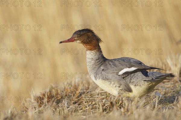 Common Merganser (Mergus merganser) female, Bavaria, Germany